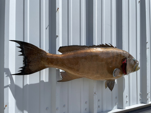 40 Inch Scamp Grouper Fish Mount - Flank View 40 Inch Scamp Grouper Fish Mount - Flank View