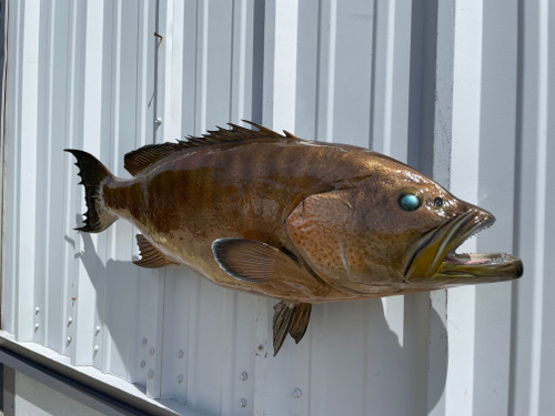 40 Inch Scamp Grouper Wall Mount Replica - Head View 40 Inch Scamp Grouper Wall Mount Replica - Head View