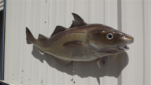 Haddock Fish Mount - 33" Two Sided Wall Mount