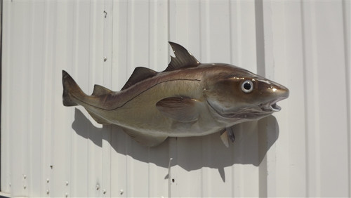 Haddock Fish Mount - 33" Two Sided Wall Mount