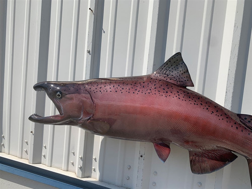 41" King Salmon Full Mount 41" King Salmon Full Mount