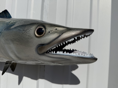 In Stock 49 Inch Kingfish Fish Mount - Teeth View