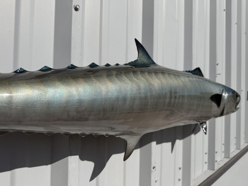 In Stock 49 Inch Kingfish Fish Mount Replica - Flank Up Close