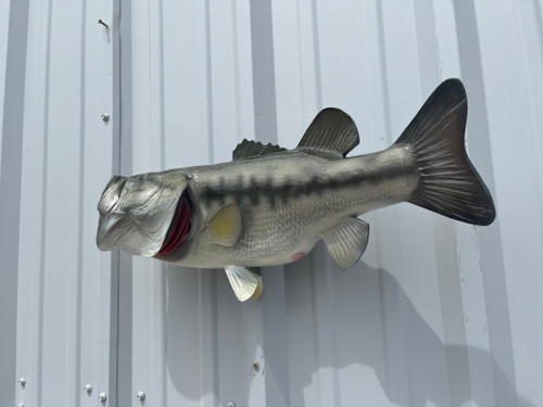 In Stock 23 Inch Largemouth Bass Fish Mount - Flank View