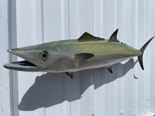 28 inch spanish mackerel fish mount for sale