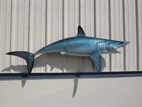 82 inch mako shark full mount