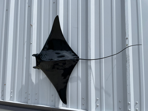 30 Inch Manta Ray Full Mount Replica - Tail View 30 Inch Manta Ray Full Mount Replica - Tail View