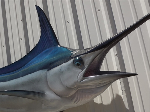 124 Inch Black Marlin Full Mount Replica - Head View 124 Inch Black Marlin Full Mount Replica - Head View