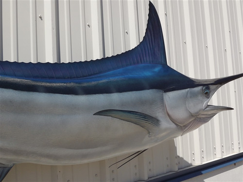 124 Inch Black Marlin Full Mount Fish Replica - Flank View 124 Inch Black Marlin Full Mount Fish Replica - Flank View