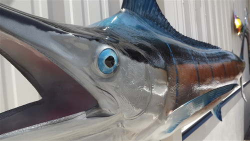 110 inch blue marlin fish mount head view