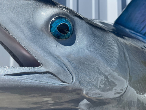 98 inch striped marlin full mount