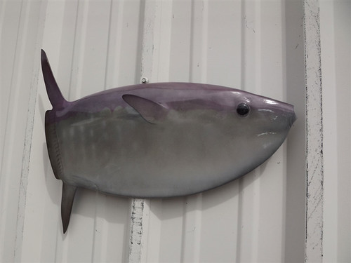 20 Inch Mola Mola Half Mount Replica - Head View