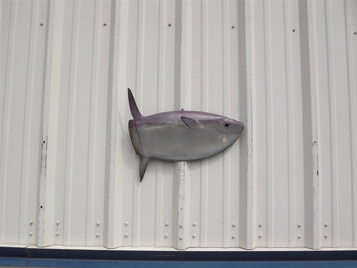 20 Inch Mola Mola Half Mount Fish Replica