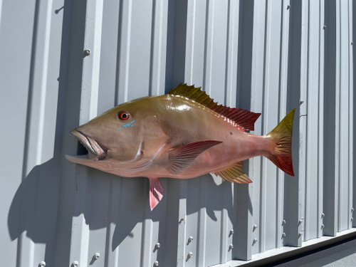 32 Inch Mutton Snapper Half Mount - Head View 32 Inch Mutton Snapper Half Mount - Head View