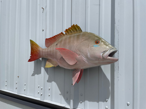 30 Inch Mutton Snapper Full Mount Replica - Head View 30 Inch Mutton Snapper Full Mount Replica - Head View