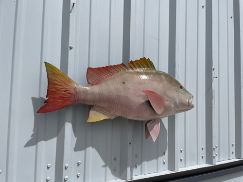 30 Inch Mutton Snapper Fish Mount - Flank View 30 Inch Mutton Snapper Fish Mount - Flank View