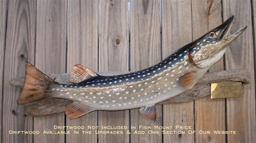 35 Inch Northern Pike 3D Suspension Fish Mount Replica For Sale