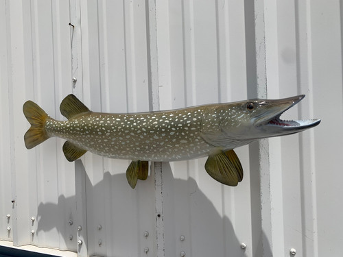 35 Inch Northern Pike Full Mount Replica - Head View