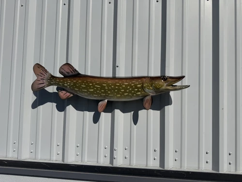 In Stock 35 Inch Northern Pike Full Mount Fish Replica