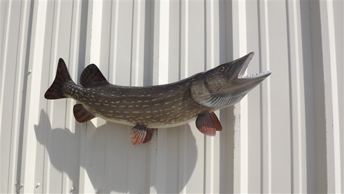 35 inch northern pike fish mount