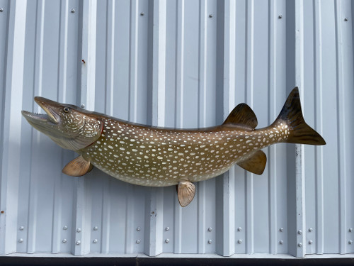 In Stock 45 Inch Northern Pike Fish Mount - Side View