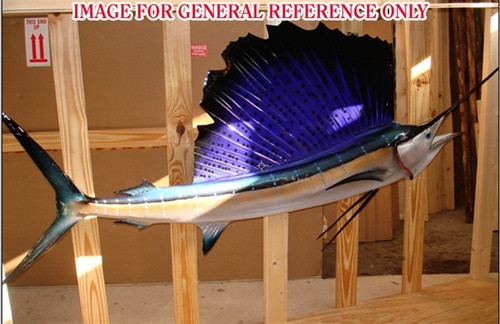 Giant 48 Florida Striped Blue Sailfish Saltwater Fish Wall Mount Trophy  Taxidermy 