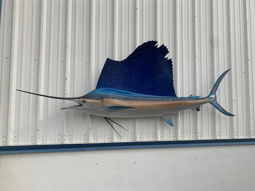 110 inch pacific sailfish fish mount