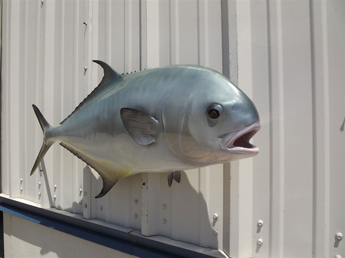 40 Inch Permit Fish Mount - Face View 40 Inch Permit Fish Mount - Face View