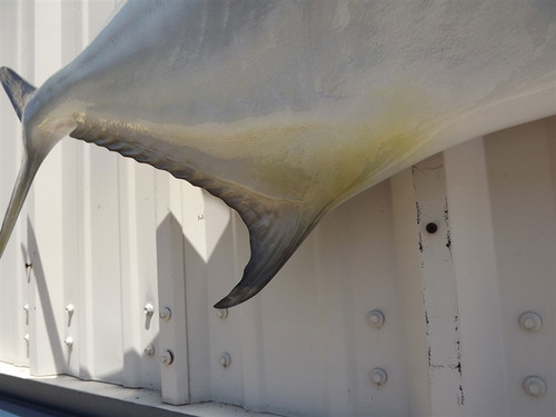 40 Inch Permit Fish Mount Replica - Belly View 40 Inch Permit Fish Mount Replica - Belly View