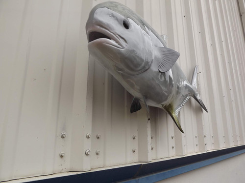 42 Inch Permit Fish Mount - Belly View