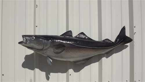 Pollack Fish Mount - 40" Two Sided Wall Mount Fish Replica Pollack Fish Mount - 40" Two Sided Wall Mount Fish Replica