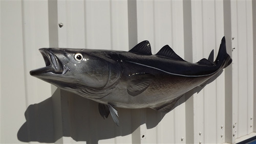 Pollack Fish Mount - 40" Two Sided Wall Mount Fish Replica Pollack Fish Mount - 40" Two Sided Wall Mount Fish Replica