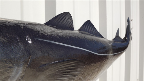 Pollack Fish Mount - 40" Two Sided Wall Mount Fish Replica Pollack Fish Mount - 40" Two Sided Wall Mount Fish Replica