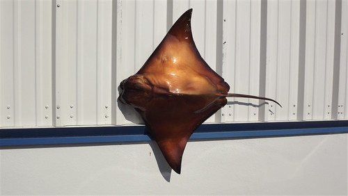 40 inch cownose ray half sided fish replica reproduction