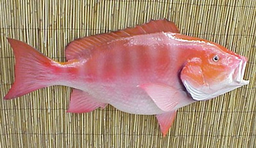 Double face Cylindre Snapper 
