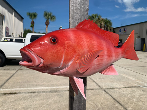 36-inch Red Snapper - Fish Mounts