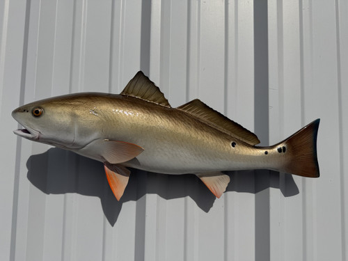 27 inch redfish full mount fish replica for sale