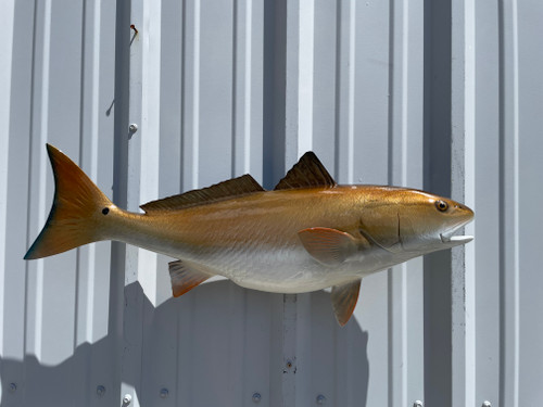 In Stock 29 Inch Redfish Full Mount Replica - HSide View