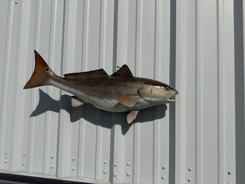 In Stock 29 Inch Redfish Fish Mount Replica