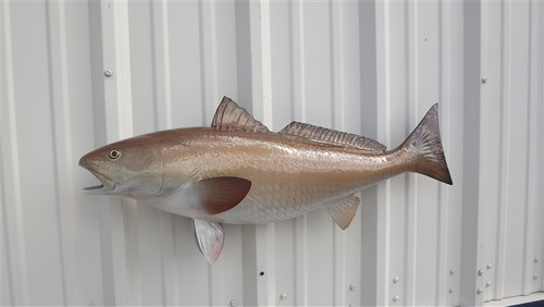 32 Inch Redfish Fish Mount - Side View