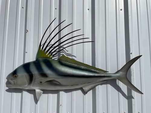 44 Inch Roosterfish Half Mount Replica - Top View