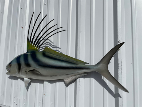 44 Inch Roosterfish Fish Mount Replica  -  Flank View