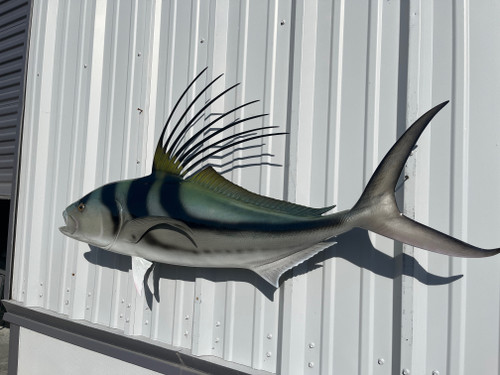 49 inch roosterfish mount in stock