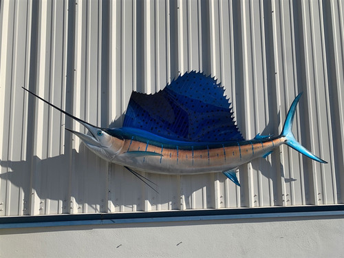 102 inch atlantic sailfish fish mount