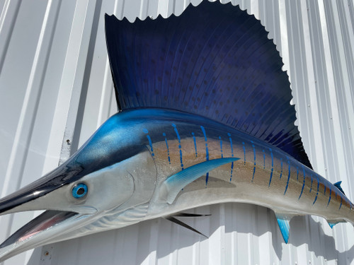 95 Inch Atlantic Sailfish Left Facing Fish Mount - Face View 95 Inch Atlantic Sailfish Left Facing Fish Mount - Face View