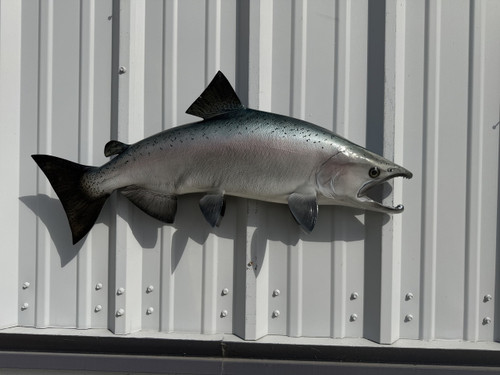 32 Inch King Salmon Full Mount - Side View