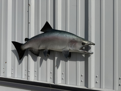32 Inch King Salmon Full Wall Mount Replica - Head View