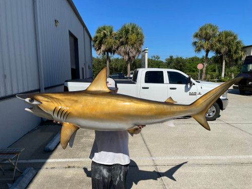 82 inch hammerhead shark mount for sale 82 inch hammerhead shark mount for sale