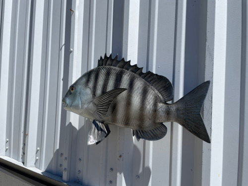 23 Inch Sheepshead Full Mount Fish Replica - Flank View 23 Inch Sheepshead Full Mount Fish Replica - Flank View