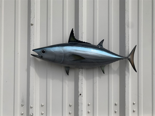 26 inch skipkjack tuna half sided fish mount replica